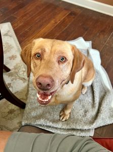 Yellow Labrador Retriever