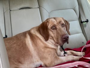Yellow Labrador Retriever