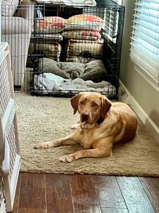 Yellow Labrador Retriever
