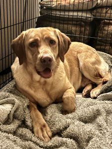 Yellow Labrador Retriever