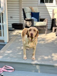 Yellow Labrador Retriever