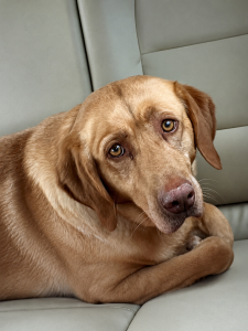 Yellow Labrador Retriever