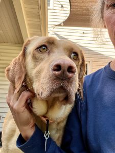Yellow Labrador Retriever