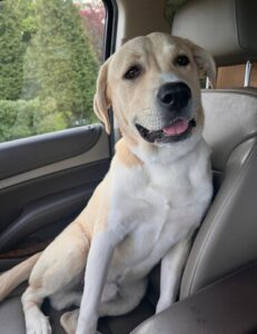 Yellow Labrador Mix