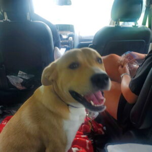 Yellow Labrador Mix
