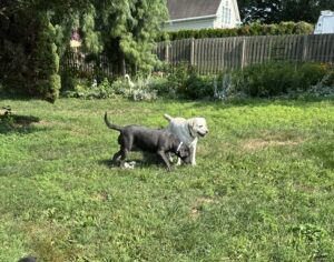 Black Labrador