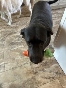 Black Labrador