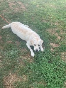 Yellow Labrador Retriever