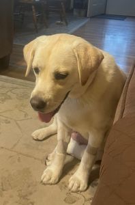 Yellow Labrador Retriever