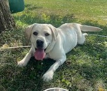 Yellow Labrador Retriever