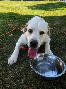 Yellow Labrador Retriever