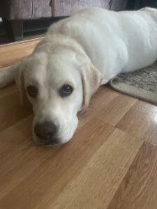 Yellow Labrador Retriever