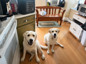 Yellow Labrador Retriever