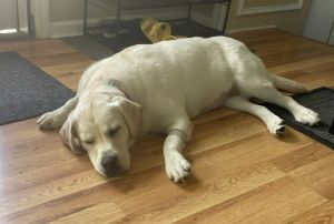 Yellow Labrador Retriever