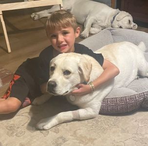 Yellow Labrador Retriever