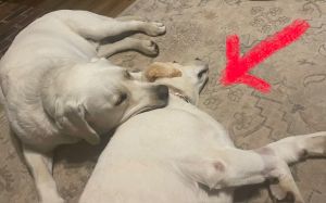 Yellow Labrador Retriever