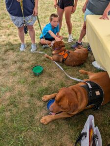 Yellow Labrador