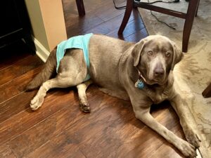 silver labrador retriever