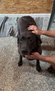 Black Labrador