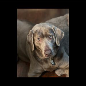 silver labrador retriever