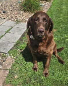 Stormy Chocolate Labrador Retriever Female 6 Years Old ID #3480