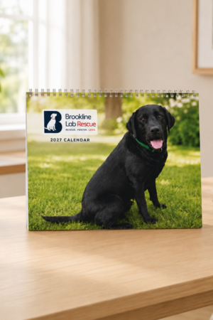 2027 Brookline Labrador Retriever Rescue calendar featuring a black Lab displayed on a light wood desk.