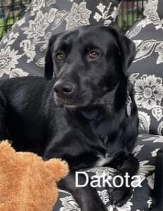 Dakota #14 Black Labrador Mix Male 2 Years Old ID#3291