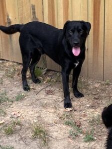Black Labrador Mix