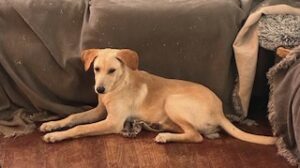 Kate Yellow Labrador Retriever Mix Female 5 Months
