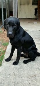 Griffen Black Labrador Mix Male ~2 Years Old