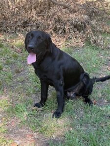Griffen Black Labrador Mix Male ~2 Years Old