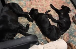 Griffen Black Labrador Mix Male ~2 Years Old