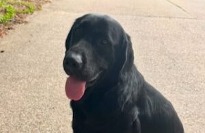 Griffen #2 Black Labrador Mix Male ~2 Years Old