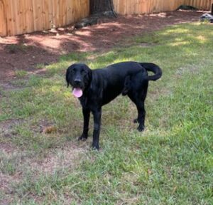 Griffen Black Labrador Mix Male ~2 Years Old