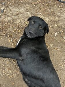 Black Labrador Mix