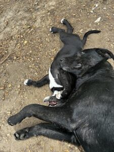 Black Labrador Mix