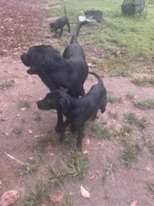 Griffen Black Labrador Mix Male ~2 Years Old