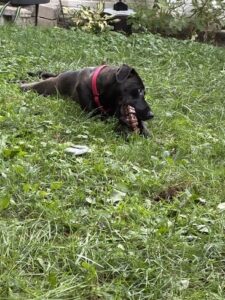 Black Labrador Mix