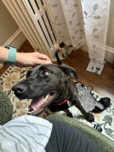Black Labrador Mix