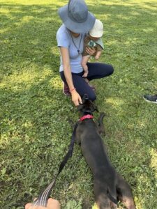 black labrador mix