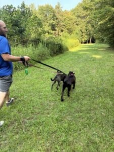 Black Labrador Mix