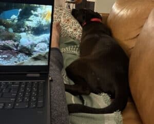Black Labrador Mix