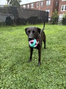 Black Labrador Mix