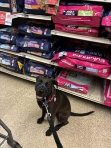 Black Labrador Mix