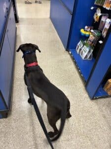 Black Labrador Mix