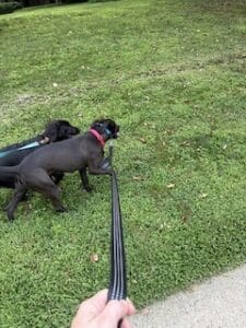 Black Labrador Mix