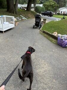 Lumira Black Labrador Mix Female ~1-2 Years Old ID#3780