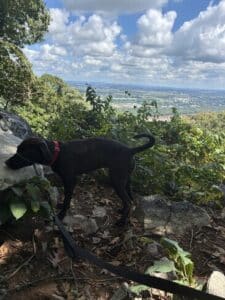Lumira Black Labrador Mix Female ~1-2 Years Old ID#3780