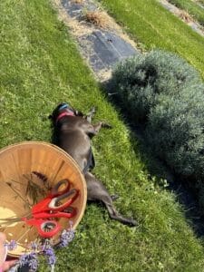 Lumira Black Labrador Mix Female ~1-2 Years Old ID#3780