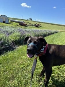 Lumira Black Labrador Mix Female ~1-2 Years Old ID#3780